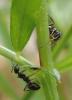 Formica sp.